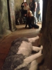 Smallville Bitten - BTS S.02 